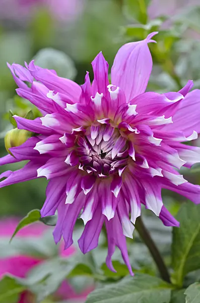 548051 - Dahlia cactus (Dahlia Palmengarten Frankfurt)