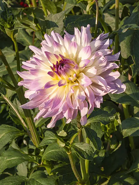 404032 - Dahlia (Dahlia)
