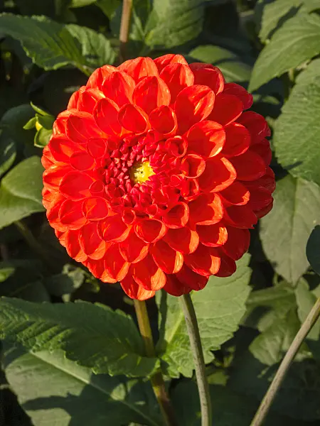405049 - Dahlia (Dahlia)