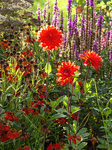 440254 - Dahlia (Dahlia)