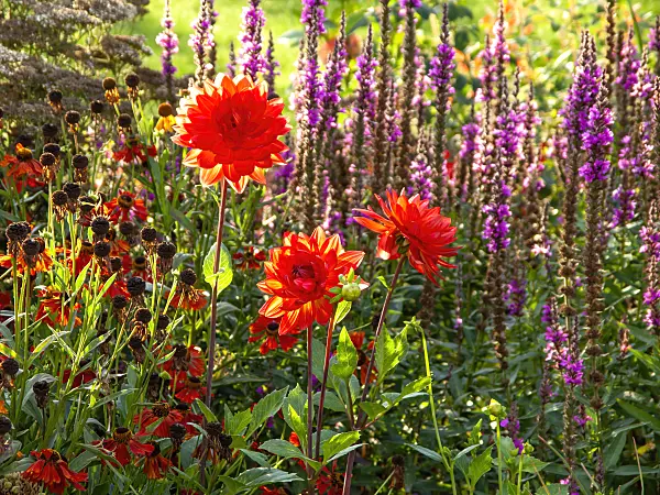 440255 - Dahlia (Dahlia)