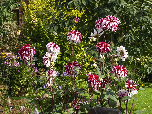 441003 - Dahlia (Dahlia)