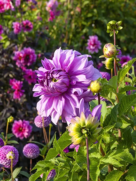441183 - Dahlia (Dahlia)
