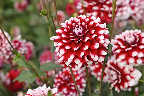 476134 - Dahlia (Dahlia)