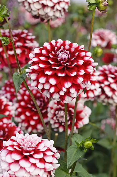 476135 - Dahlia (Dahlia)
