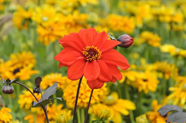 489003 - Dahlia (Dahlia)