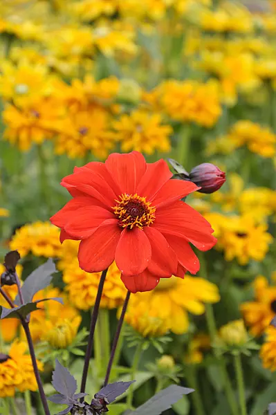 489004 - Dahlia (Dahlia)