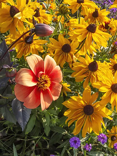 417020 - Dahlia (Dahlia) and cone flower (Rudbeckia)