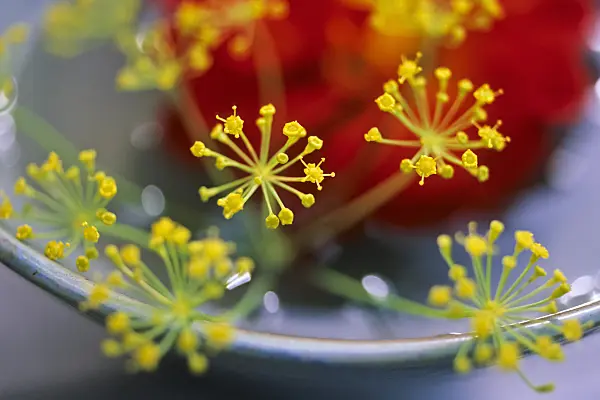 442080 - Dahlia (Dahlia) and dill (Anethum graveolens)