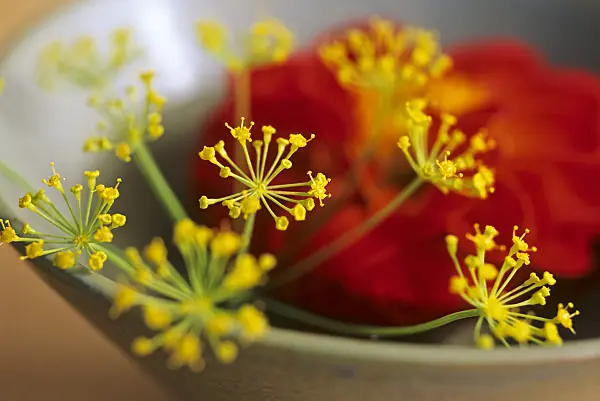 442081 - Dahlia (Dahlia) and dill (Anethum graveolens)