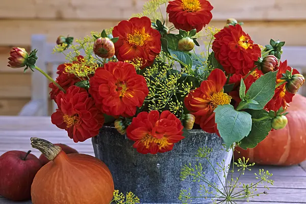 442084 - Dahlia (Dahlia) and dill (Anethum graveolens)