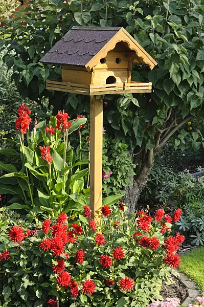 476096 - Dahlia (Dahlia) and Indian shot (Canna indica) with bird table