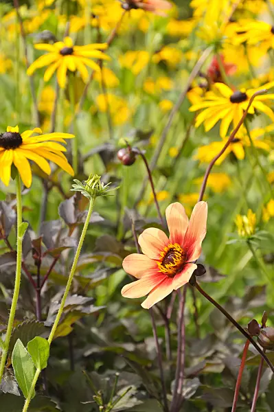 487260 - Dahlia (Dahlia) and orange cone flower (Rudbeckia fulgida)