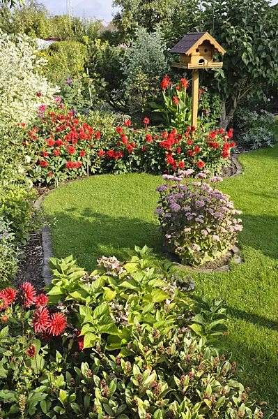 476097 - Dahlia (Dahlia) and orpine (Sedum telephium syn. Hylotelephium telephium) with bird table