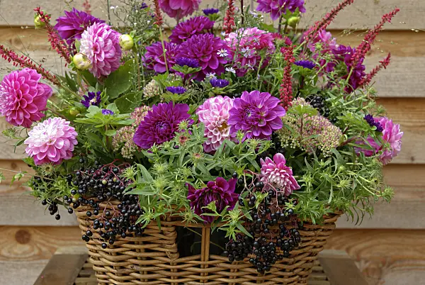 460001 - Dahlia (Dahlia), aster (Aster), mountain fleece (Bistorta amplexicaulis 'Firetail' syn. Polygonum amplexicaule 'Firetail') and common elder (Sambucus nigra)