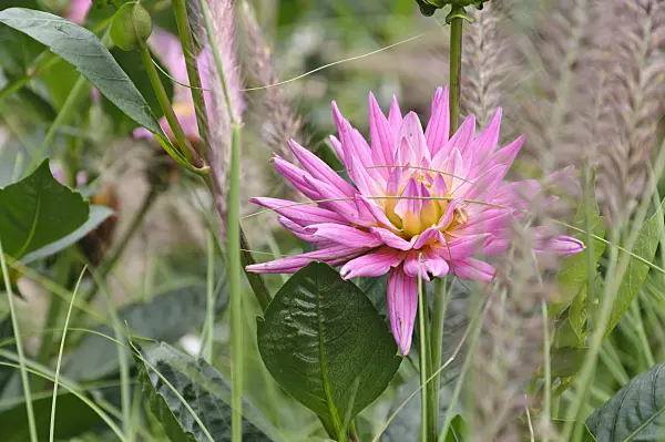 487213 - Dahlia (Dahlia Barbara)