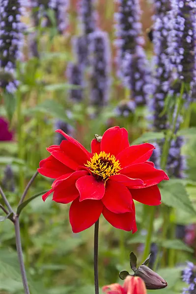 511235 - Dahlia (Dahlia Bishop of Lancaster)