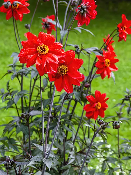 450051 - Dahlia (Dahlia Bishop of Llandaff)