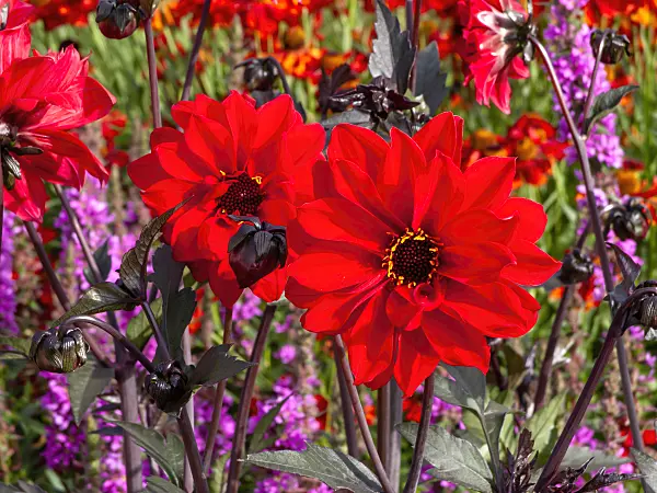 462126 - Dahlia (Dahlia Bishop of Llandaff)