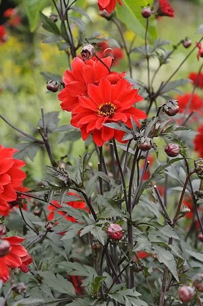 487249 - Dahlia (Dahlia Bishop of Llandaff)