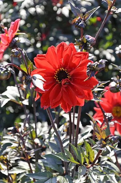487282 - Dahlia (Dahlia Bishop of Llandaff)