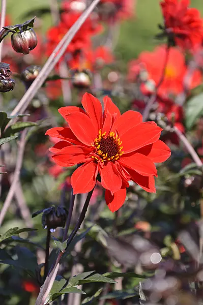 487283 - Dahlia (Dahlia Bishop of Llandaff)