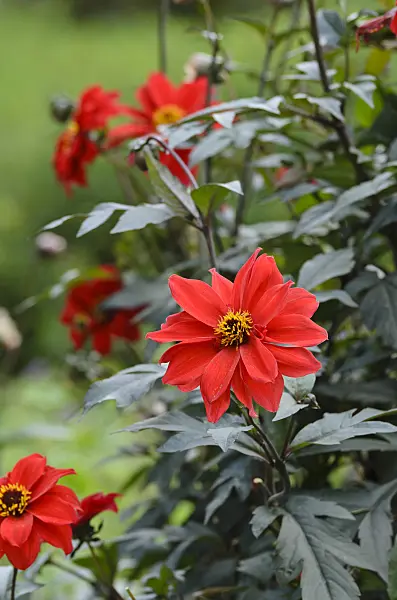 500032 - Dahlia (Dahlia Bishop of Llandaff)