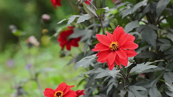 500052 - Dahlia (Dahlia Bishop of Llandaff)