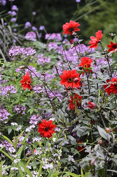 535216 - Dahlia (Dahlia Bishop of Llandaff)