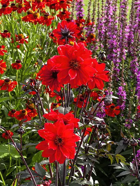 462127 - Dahlia (Dahlia Bishop of Llandaff) and sneezeweed (Helenium)