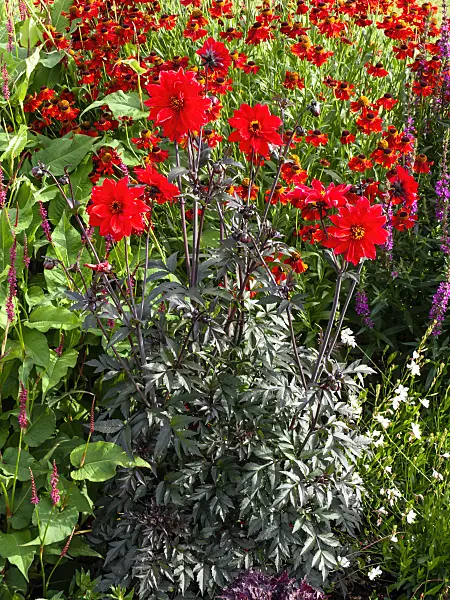 462128 - Dahlia (Dahlia Bishop of Llandaff) and sneezeweed (Helenium)