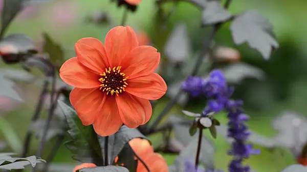 500049 - Dahlia (Dahlia Bishop of Oxford)