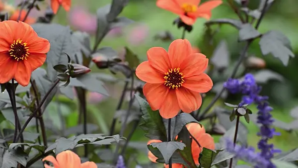 500050 - Dahlia (Dahlia Bishop of Oxford)