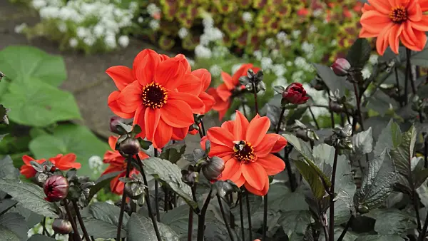 511359 - Dahlia (Dahlia Bishop of Oxford) and bumble bee (Bombus)
