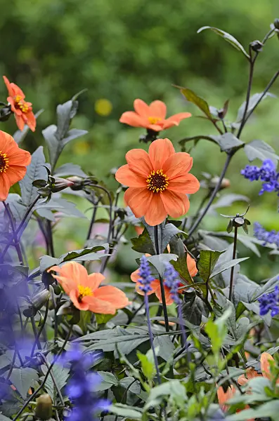 500033 - Dahlia (Dahlia Bishop of Oxford) and mealy sage (Salvia farinacea)