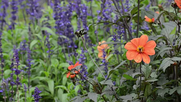 500051 - Dahlia (Dahlia Bishop of Oxford) and mealy sage (Salvia farinacea)