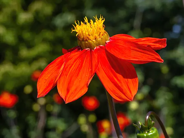 441170 - Dahlia (Dahlia coccinea)