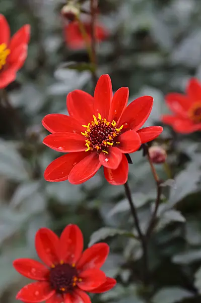 477058 - Dahlia (Dahlia Dark Angels Scarlet)