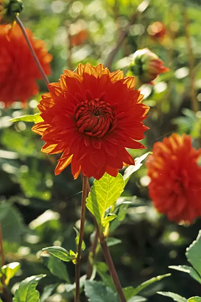 383006 - Dahlia (Dahlia Egelborg)