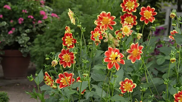 511358 - Dahlia (Dahlia) et bourdon (Bombus)