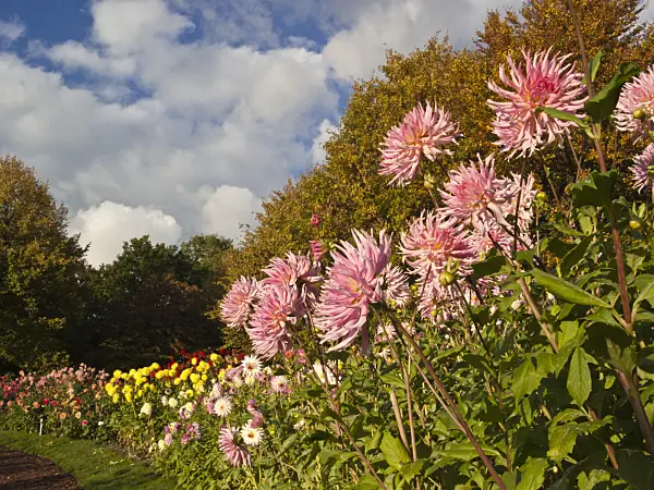 418063 - Dahlia (Dahlia Eurydike)
