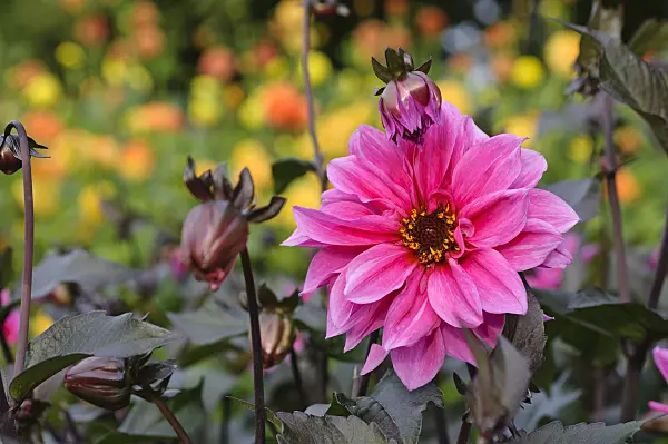 476132 - Dahlia (Dahlia Fascination)