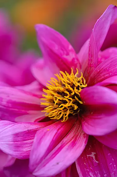 524033 - Dahlia (Dahlia Fascination)