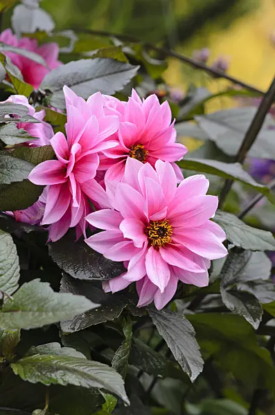 525109 - Dahlia (Dahlia Fascination)