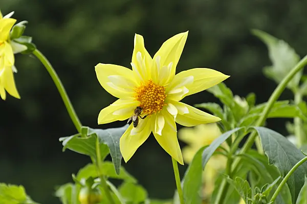 487142 - Dahlia (Dahlia Ginny Ann)