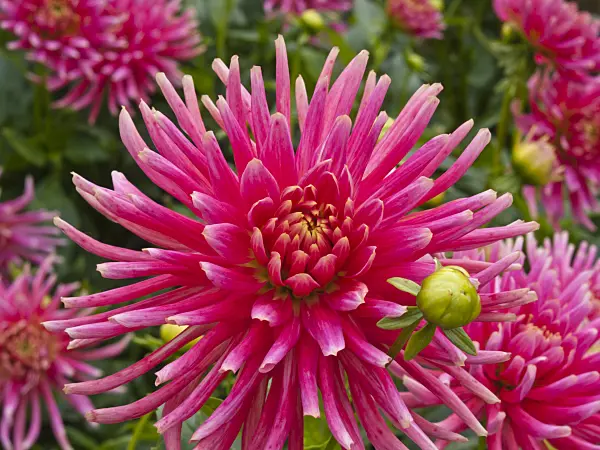 418035 - Dahlia (Dahlia Glühwurm)