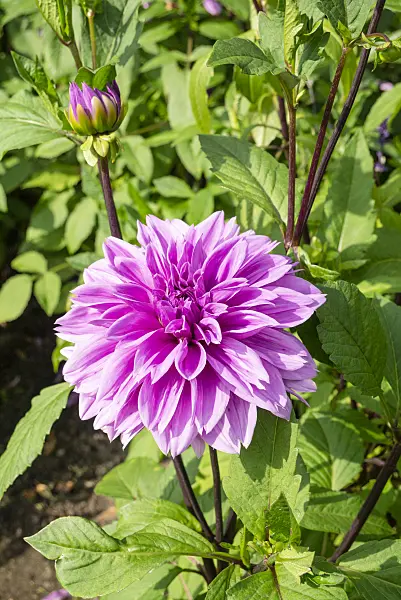 625047 - Dahlia (Dahlia Lilac Time)