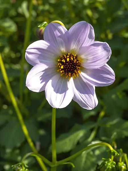 441171 - Dahlia (Dahlia merckii)