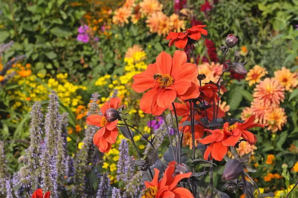 476231 - Dahlia (Dahlia Olympic Fire)