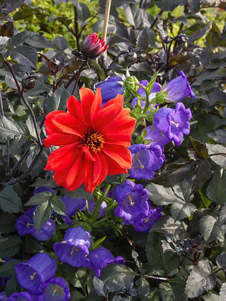 405012 - Dahlia (Dahlia Olympic Fire) and bellflower (Campanula)